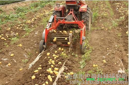 红薯收获机 土豆收获机 药材收获机科阳”牌红薯收获机多功能薯类收获机图8