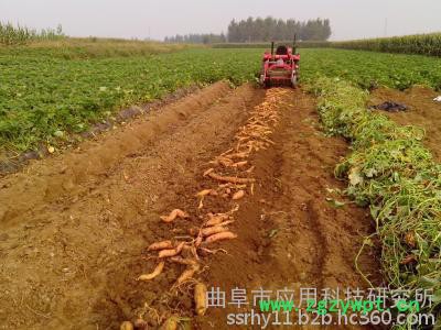 红薯收获机 土豆收获机 药材收获机科阳”牌红薯收获机多功能薯类收获机图2