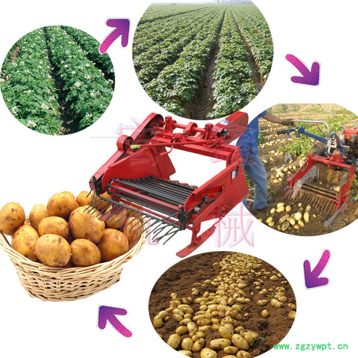 宏博 新款刨花生的机器 药材收获机 大蒜红薯花生收获机图6