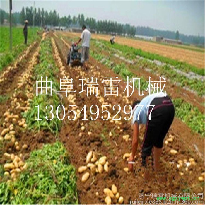 晋江瑞雷牌茯苓香附子药材深挖可调节挖掘机土豆收获机图5