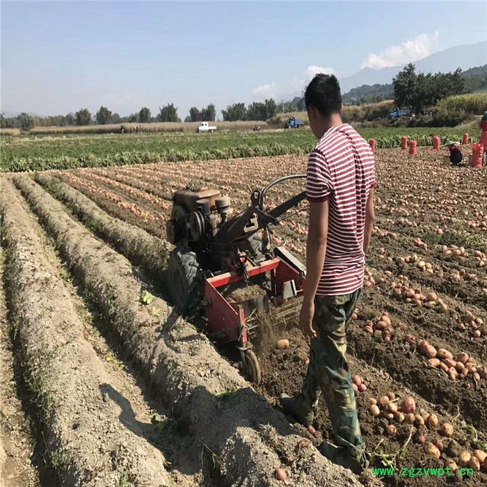马铃薯杀秧收获机 多型号薯类根茎药材收获机 土豆收获机图7
