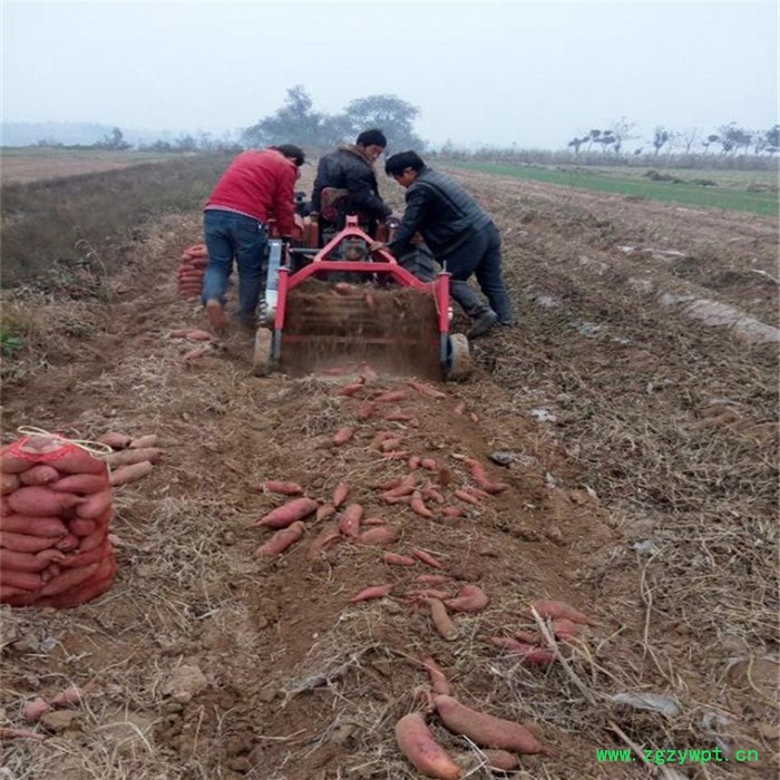 马铃薯杀秧收获机 多型号薯类根茎药材收获机 土豆收获机图2