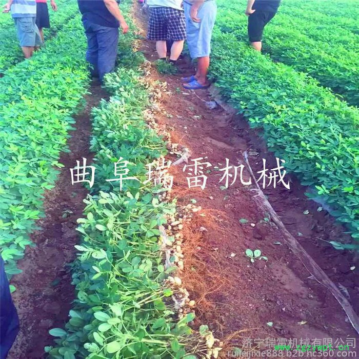 **轴传动花生收获机地下根茎作物挖掘机 晃筛式药材收获机用途广泛图7