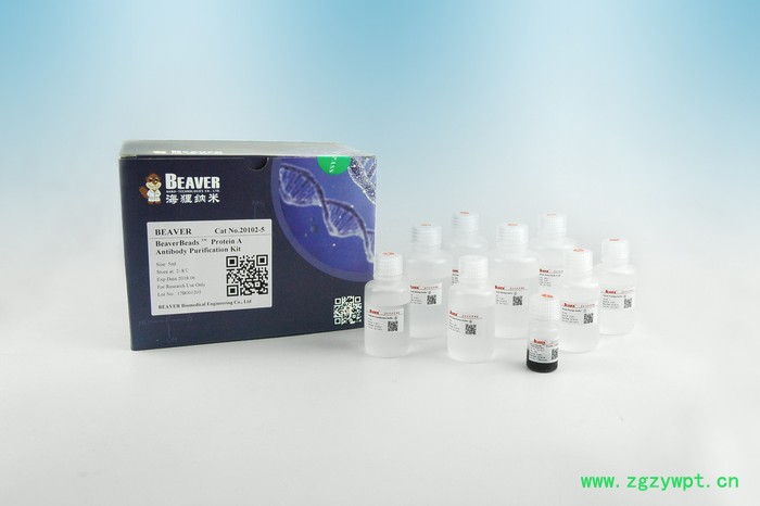Beaver海狸20102-5 抗体纯化磁珠 抗体纯化试剂盒图2