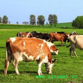 NSW牛流行热（BEF）病毒抗体ELISA试剂盒 5板 科研试剂图2