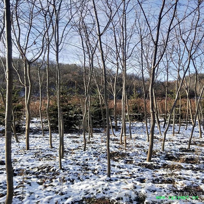新型 树枝树皮粉碎机 药材木片粉碎机 下脚料破碎机 木材粉碎机图8