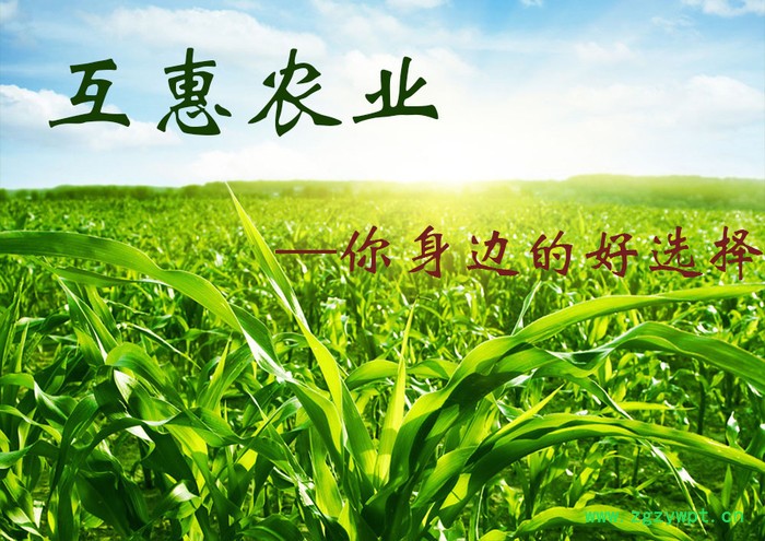 施田发 大蒜棉花药材等苗前 二甲戊灵 农药封闭除草剂图3