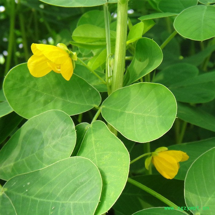 【龙飞种业】中药材种子/ 决明子种子/草决明种子/决明子种子价格/中药材除草剂/种子种苗/安国市龙飞种子经营部图2