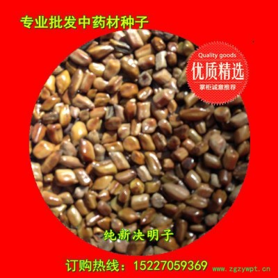 【龙飞种业】中药材种子/ 决明子种子/草决明种子/决明子种子价格/中药材除草剂/种子种苗/安国市龙飞种子经营部