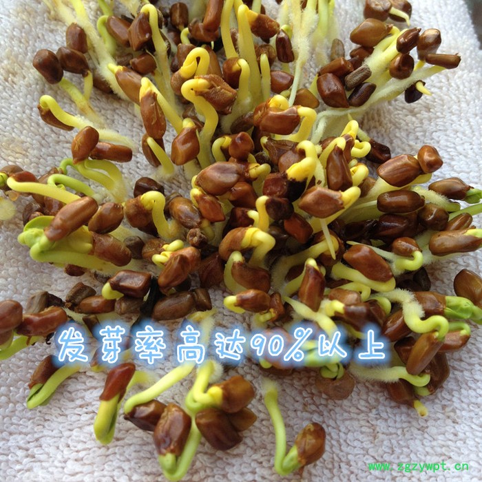 【龙飞种业】中药材种子/ 决明子种子/草决明种子/决明子种子价格/中药材除草剂/种子种苗/安国市龙飞种子经营部图3