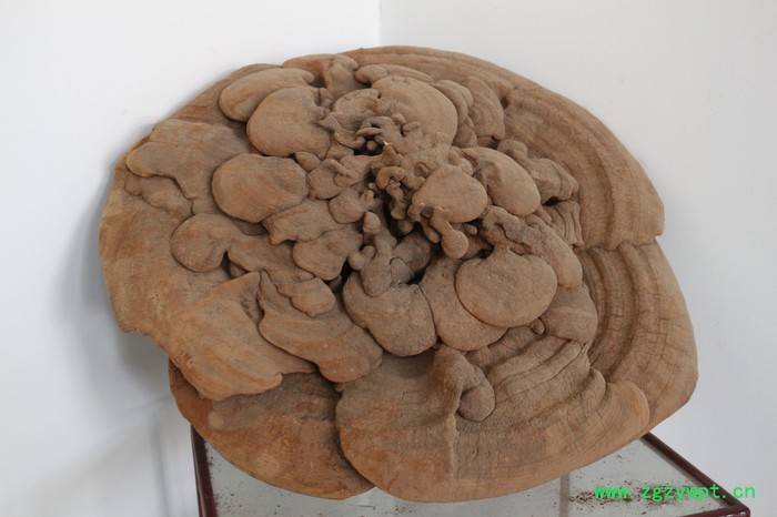 原料药来料加工来料粉碎加工超微粉末 300目中草药来料粉碎加工价格优惠图4