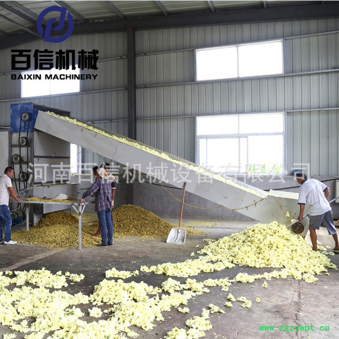 金花葵烘干机 4层连续式金花葵烘干机 干花花茶药材带式烘干设备图2