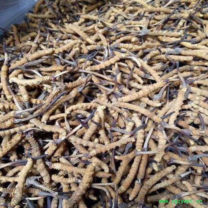 冬虫草烘干机 全自动大型中药材烘干设备 专业制造烘干设备厂家图2