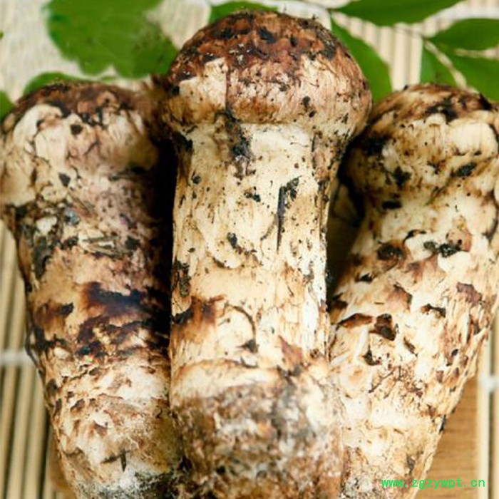 中药材烘干机连续式加工图3