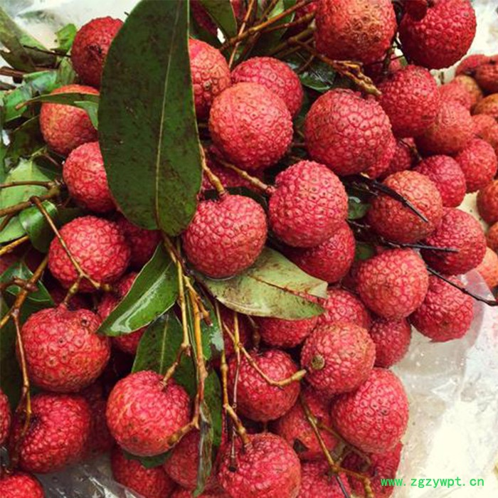 中药材烘干机连续式加工图4