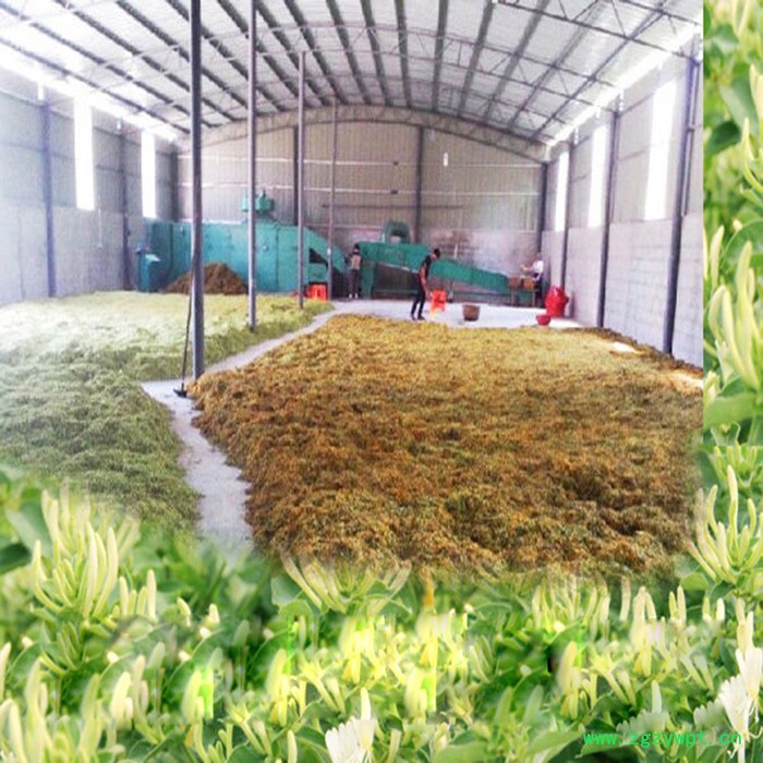 金银花烘干机 中药材烘干机 连续式网带烘干机图3