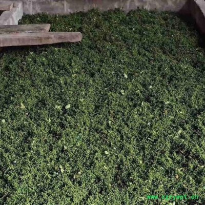 供应威凌菲斯25P花椒烘干机重庆花椒烘干机节能热泵烘干机中药材热泵烘干机农产品热泵烘干机空气源热泵烘干机工业热泵烘干机