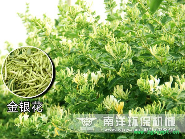 南洋 中型金银花烘干机 金银花干燥设备 中药材烘干机图2