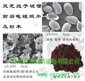 供应龙微超微粉碎机LWF100-TB中药材保健食品超微粉加工业务图2