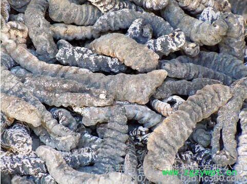 海参烘干机中药材烘干机、箱式干燥设备、适用药材，食品水果等图2