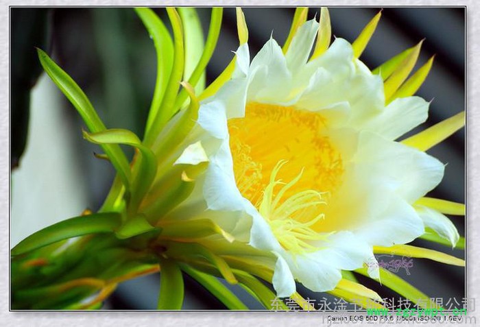 供应永淦牌YG-KRK-14II中药材花果类烘干机,中药饮片烘干图2