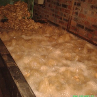 鼎鸿QX-3000型雪莲清洗机 大姜清洗流水线  蕨菜清洗机 中药材清洗设备  蕨菜清洗流水线 自动清洗 循环用水