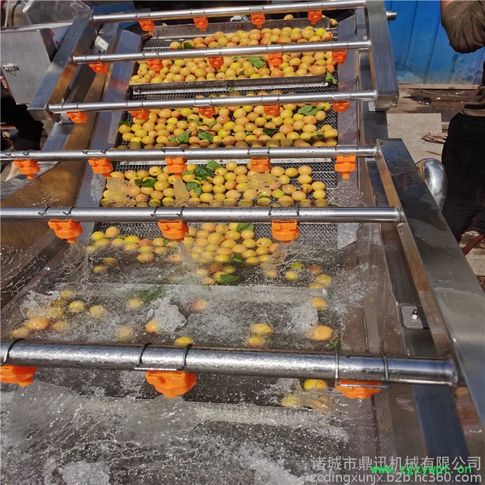 鼎迅DX-500 水果清洗机 全自动蔬菜清洗机 喷淋式洗果机 海鲜清洗设备 中药材清洗设备图5