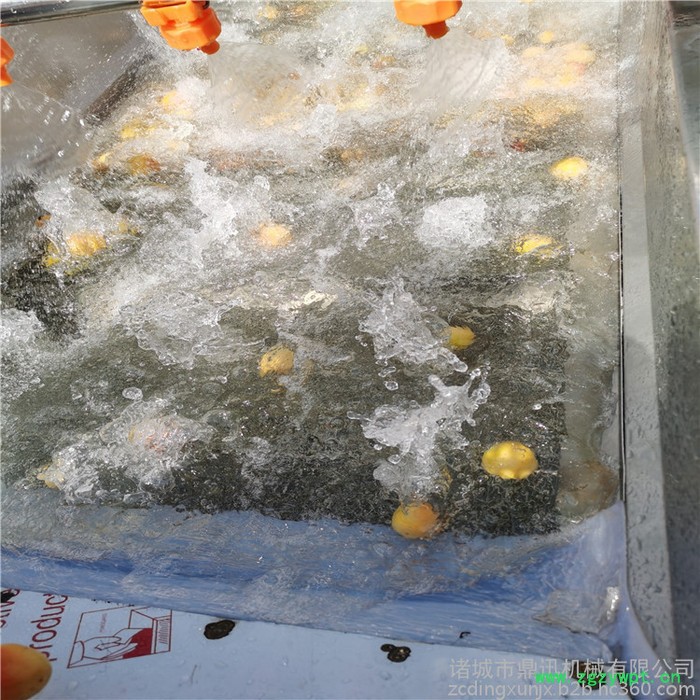 鼎迅DX-500 水果清洗机 全自动蔬菜清洗机 喷淋式洗果机 海鲜清洗设备 中药材清洗设备图6