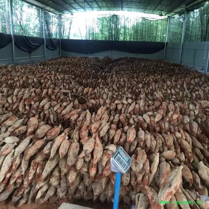 威颜WY 广西玉林中药材烘干机设备图3