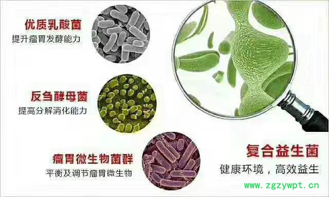 牛羊瘤胃催化剂图4