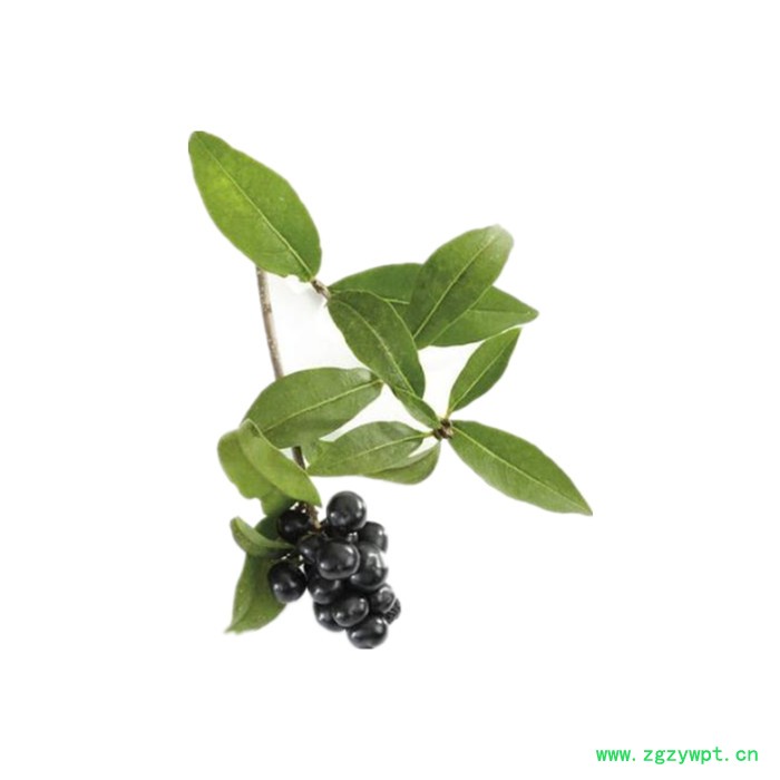 女贞子粉 可定制 六盘韵 水溶 品质保障图5