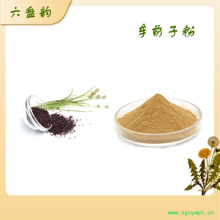 车前子粉 车前子提取物10：1 车前子浸膏粉 可定制图3