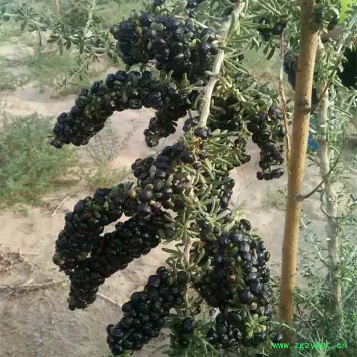 2016头茬新货枸杞 现摘**黑枸杞 瓶装免洗贡果 黑枸杞子50g图5