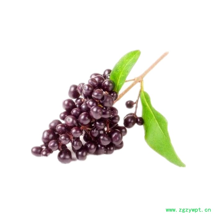 女贞子粉 可定制 六盘韵 水溶 资质齐全图5