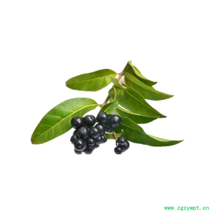 女贞子浓缩粉 可定制 六盘韵 水溶 源头厂家图2