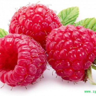 覆盆子提取物 植物提取物 陕西华实生物 sc厂家直供