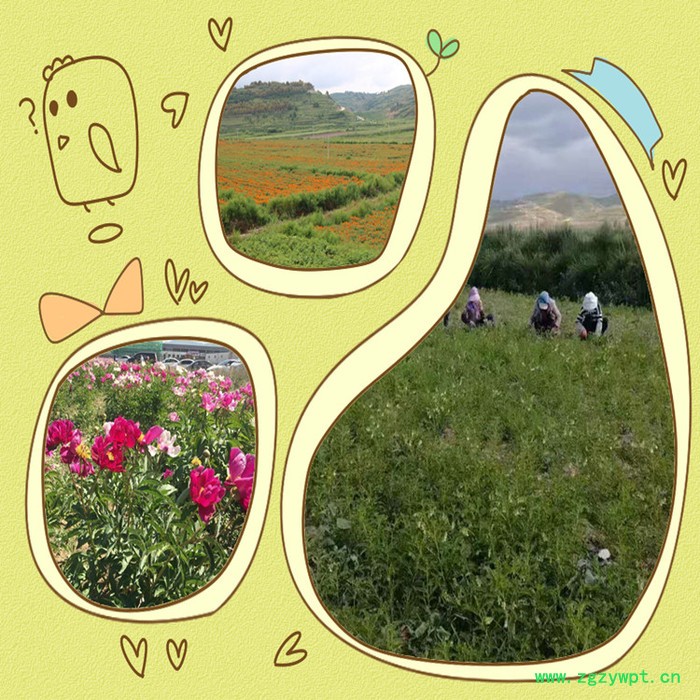 斯诺特 枸杞子浓缩粉  生产厂家   枸杞子提取物图8