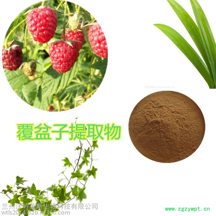 覆盆子提取物10:1 覆盆子黄酮 覆盆子速溶粉 覆盆子粉图2