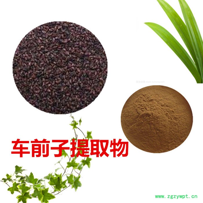 沃特莱斯 车前子提取物10：1 车前子粉 车前子浸膏 车前子速溶粉图3