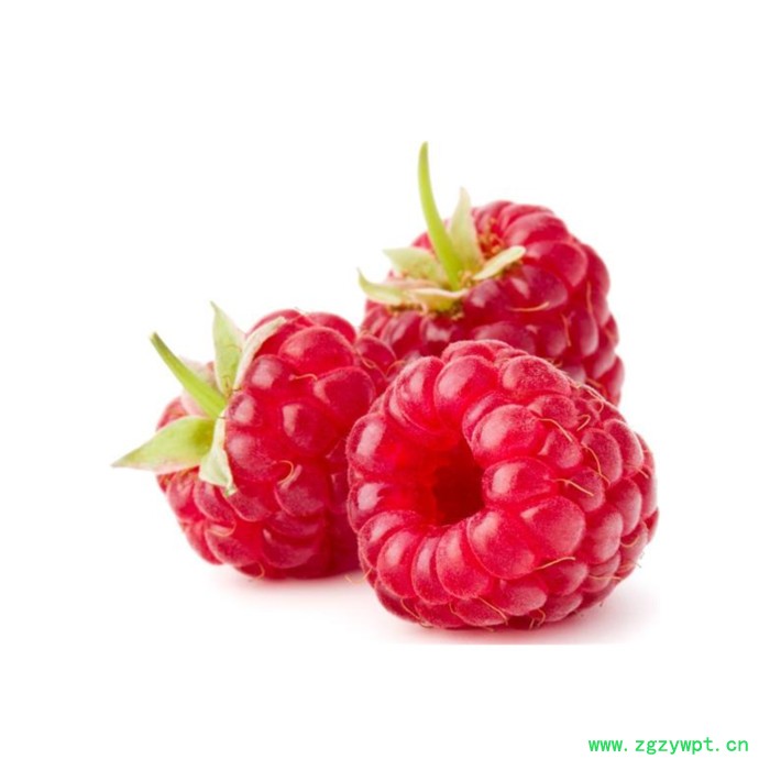 覆盆子粉  可定制 六盘韵 水溶图6