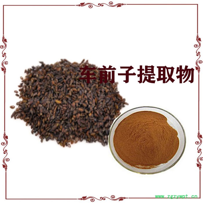 车前子提取物  10:1  车前子粉  车前子浸膏图2