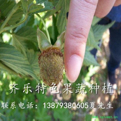 新兴农业项目掌叶覆盆子（鲜果）批发，药用覆盆子种植