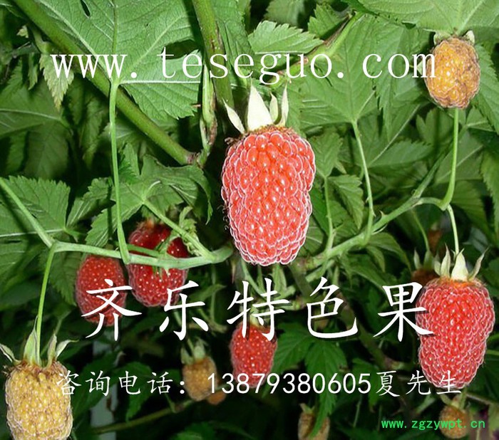 新兴农业项目掌叶覆盆子（鲜果）批发，药用覆盆子种植图2