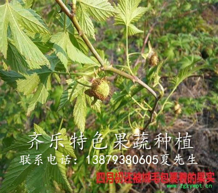 新兴农业项目掌叶覆盆子（鲜果）批发，药用覆盆子种植图3