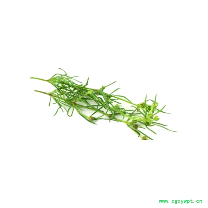 洋车前子壳浓缩粉 水溶 六盘韵 可定制 源头厂家图3