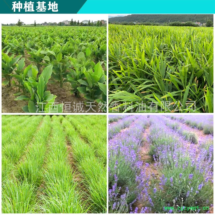 供应陈皮油 植物精油图5