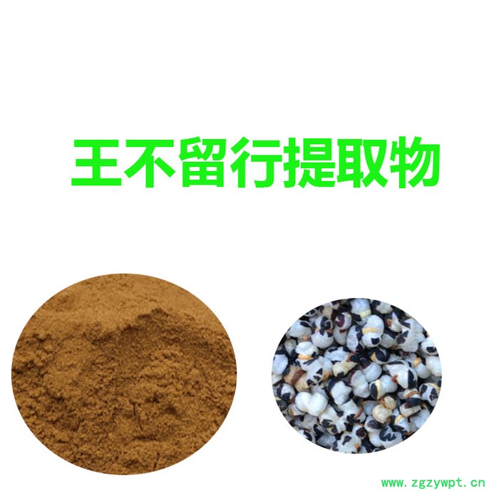 甘肃斯诺特 王不留行提取物   量大从优 王不留行粉图4