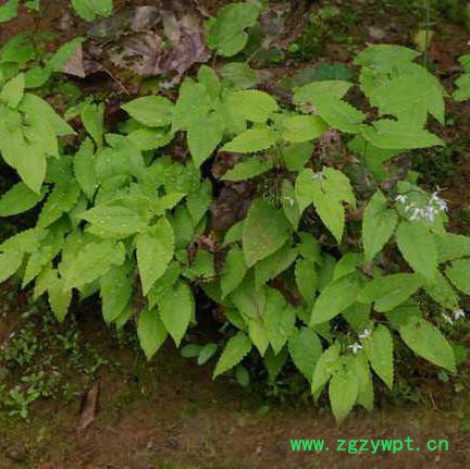 锐博 淫羊藿提取物 饲料级淫羊藿苷3%  植物提取物 工厂图3