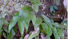 淫羊藿单甙,淫羊藿甙,单甙,壮阳淫羊藿单甙,甙,纯壮阳保健图3