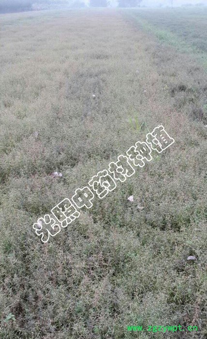 光照种植 白花蛇舌草 ****中药材 大量 订货直发合作社自产自销图2